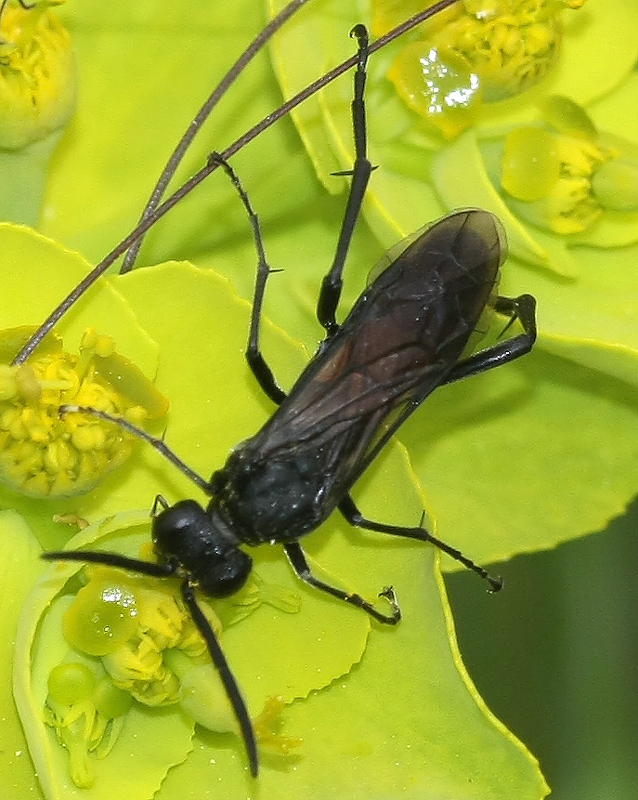 Tenthredinidae: Macrophya cfr annulata